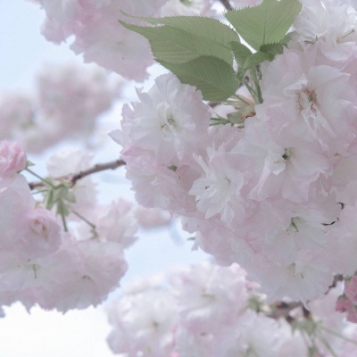 兽设梦幻风格创作兽圈社群